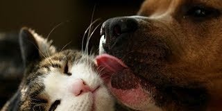 Adorables escenas de perros dando masajes a gatos