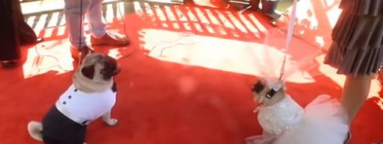 El v&iacute;deo de la costosa boda de dos perros carlinos algo repelentes