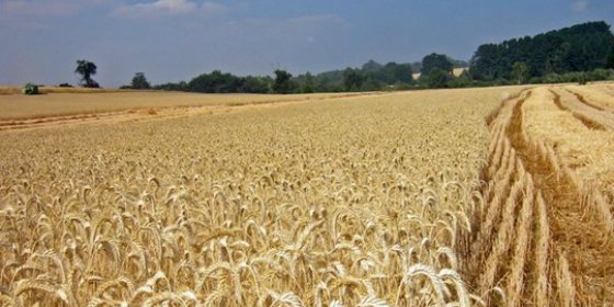 Soriano anuncia el pago de 1,2 millones para agrosistemas de secano