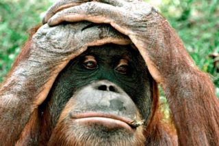 El ser humano est&aacute; propiciando la sexta extinci&oacute;n masiva sobre la Tierra