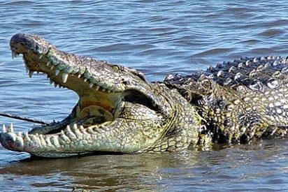 [V&iacute;deo] Un voraz cocodrilo gigante persigue a la carrera a un desesperado ba&ntilde;ista