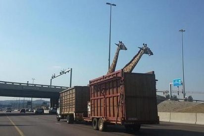 Muere una jirafa al golpearse la cabeza contra un puente por culpa de un patoso