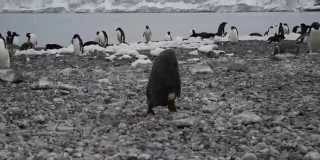 Ping&uuml;ino borrachuzo se pega un morrazo en la Ant&aacute;rtida