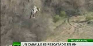 Avistado un 'caballo volador' en EEUU