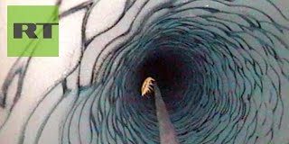 Extraña criatura marina divisada bajo hielos de la Antártida