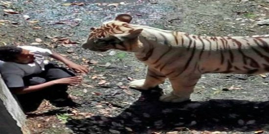 [V&iacute;deo] Un tigre blanco devora a un estudiante que se cay&oacute; al foso del parque zool&oacute;gico