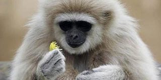 Encuentran el eslab&oacute;n perdido en el registro f&oacute;sil de los simios