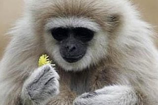 Encuentran el eslab&oacute;n perdido en el registro f&oacute;sil de los simios