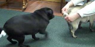 Ech&aacute;ndose unas risas usando kleenex a costa de unos cachorritos