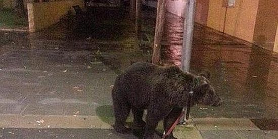 Un domador deja atado un oso a una farola para emborracharse en un bar de C&agrave;rcer