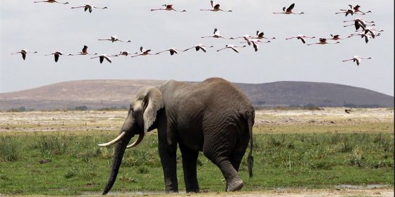 La poblaci&oacute;n de vertebrados terrestres se ha reducido a la mitad desde 1970