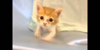 Este gatito se cree que es un bater&iacute;a de una banda de rock