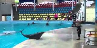 Un delf&iacute;n se lo pasa en grande jugando a la pelota con un ni&ntilde;o