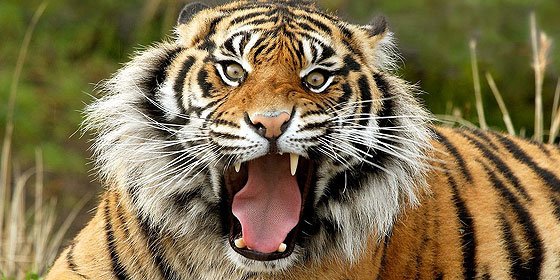Nos hemos cargado a m&aacute;s de la mitad de la fauna salvaje en apenas 40 a&ntilde;os