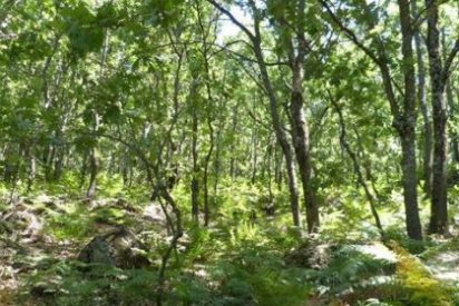 Los bosques pierden sorprendentes cantidades de nitrógeno