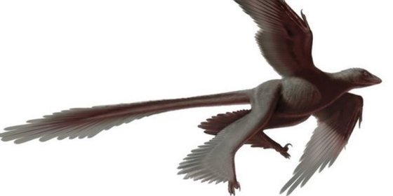 El colorido de sus plumas ayud&oacute; a que algunos dinosaurios volasen antes que las aves