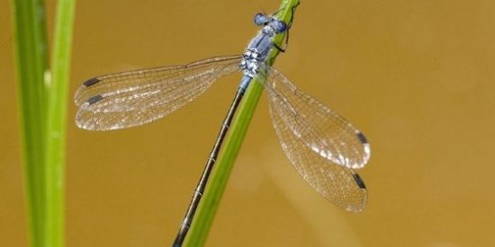 Los cient&iacute;ficos encuentran la respuesta a un enigma evolutivo de un siglo: las alas de los insectos