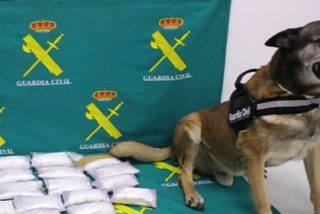 El perro 'Barry' encuentra 6,5 kilos de coca&iacute;na ocultos en un doble fondo
