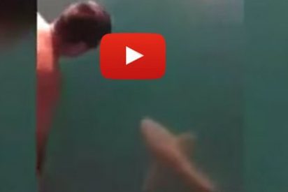El v&iacute;deo del descerebrado que salta encima de un tibur&oacute;n tigre
