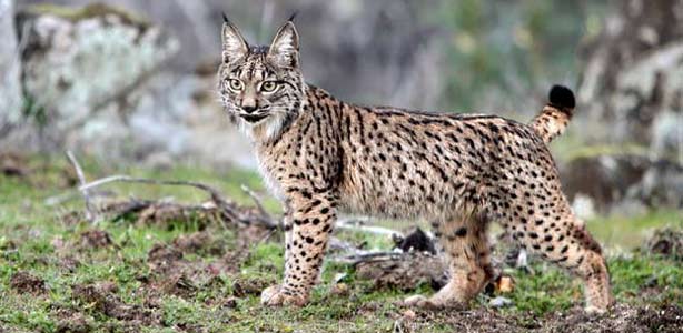 Ecologistas en Acción pide a la Junta que prohiba el uso de lazos antes de soltar linces en los Montes de Toledo