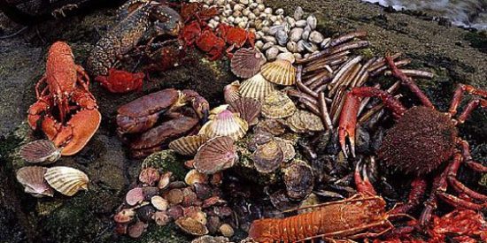 Galicia, una tierra que abre el apetito cuando se acerca la Navidad