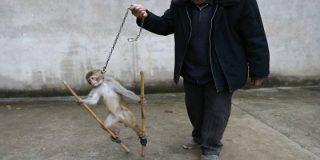 Las terribles im&aacute;genes de un mono esclavizado en China que indignan al mundo