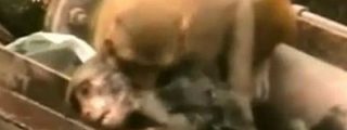 El rescate del mono que se electrocuta en las v&iacute;as del tren... por su peludo amigo del alma