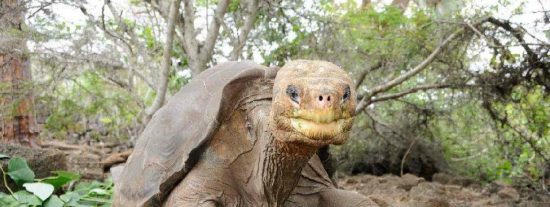Una enorme flota de pesqueros chinos acecha a las islas Gal&aacute;pagos