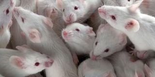 Cient&iacute;ficos reviven a ratones transg&eacute;nicos para encontrar una vacuna al coronavirus