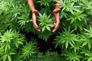 &iquest;Sabes c&oacute;mo afecta el consumo de cannabis a la fertilidad masculina?