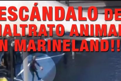 El indignante v&iacute;deo del maltrato a los delfines en Marineland Mallorca