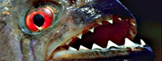 Cientos de pira&ntilde;as siembran el terror en una playa de Brasil