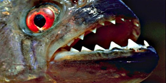 Cientos de pirañas siembran el terror en una playa de Brasil