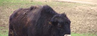El "beefalo", el h&iacute;brido de vaca y b&uacute;falo que amenaza al Gran Ca&ntilde;&oacute;n del Colorado