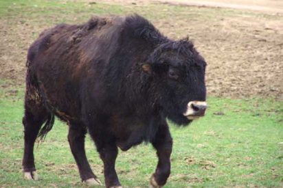 El "beefalo", el h&iacute;brido de vaca y b&uacute;falo que amenaza al Gran Ca&ntilde;&oacute;n del Colorado