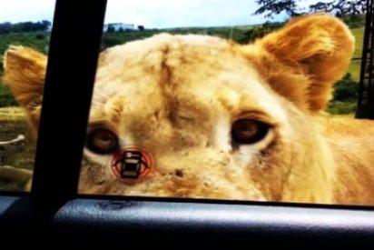 El v&iacute;deo del le&oacute;n que abre con los dientes la puerta del coche de una aterrorizada familia