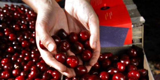 La DOP Cereza del Jerte cierra la campa&ntilde;a 2014 con 9,3 millones de kilos de cereza y picota certificada