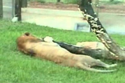 [V&iacute;deo] La emocionante reacci&oacute;n de un le&oacute;n al ser liberado tras 13 a&ntilde;os en una jaula