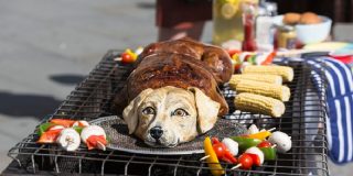 China prohibe a sus ciudadanos seguir comiendo carne de perro
