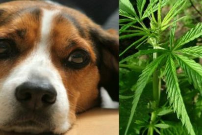 Caen del cielo 12 kilos de marihuana en un paquete y aplastan la caseta del 'descolocado' perrito