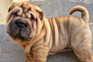 &iquest;Sabes cu&aacute;les son los cuatro animales que m&aacute;s seres humanos matan?