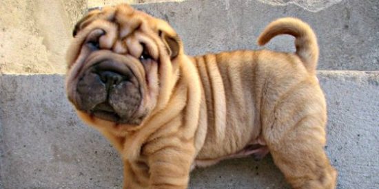 &iquest;Sabes cu&aacute;les son los cuatro animales que m&aacute;s seres humanos matan?