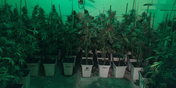 La Policía Nacional desmantela una plantación de marihuana en Villanueva de la Serena