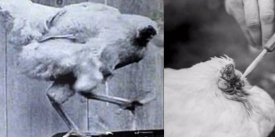 La historia del pollo que vivi&oacute; un a&ntilde;o y medio sin cabeza... pone la piel de gallina