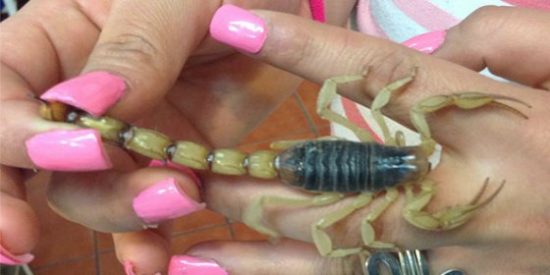 La nueva moda que pica la curiosidad: &iexcl;escorpiones vivos en las u&ntilde;as!