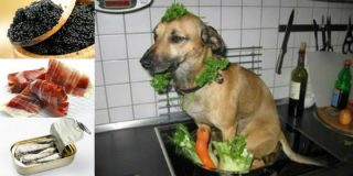 REPORTERO DE GUERRA: Estofado de perro, sardina en lata, jam&oacute;n y caviar con cuchara (XXIII)