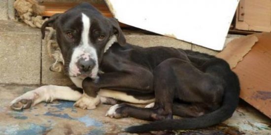 El condenado que mat&oacute; de hambre a su perro ya se encuentra en la c&aacute;rcel de Palma