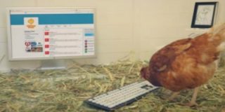 [V&iacute;deo] La 'gallina tuitera' que gana 'followers' sin importarle un huevo
