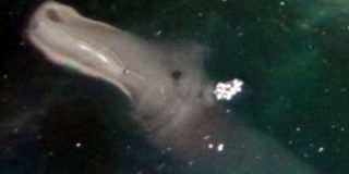 El misterioso monstruo marino que nadie sabe de d&oacute;nde ha salido