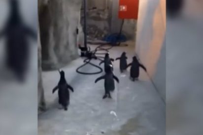 [V&iacute;deo] El desesperado intento de fuga de los listorros ping&uuml;inos del zoo